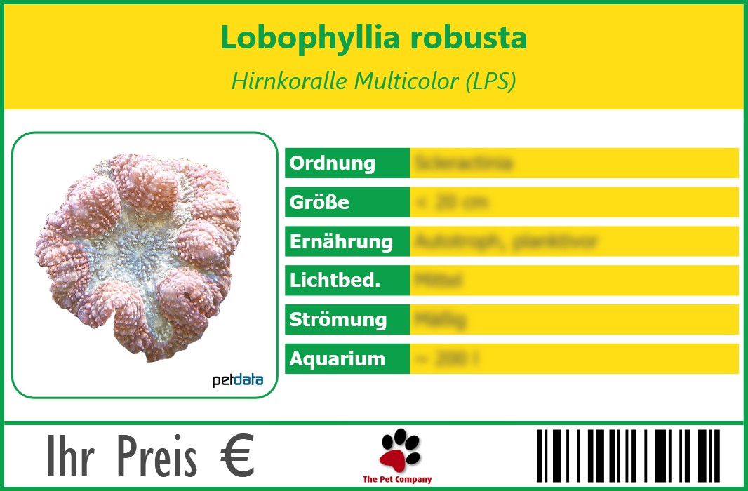 Lobophyllia robusta Hirnkoralle Multicolor (LPS) 90 x 60 mm