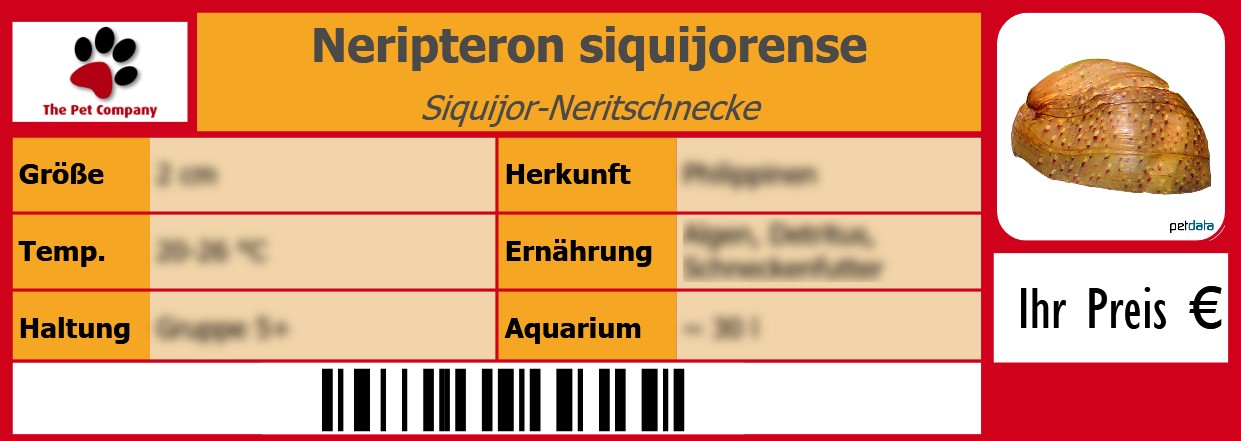 Neripteron siquijorense Siquijor-Neritschnecke 105 x 38 mm