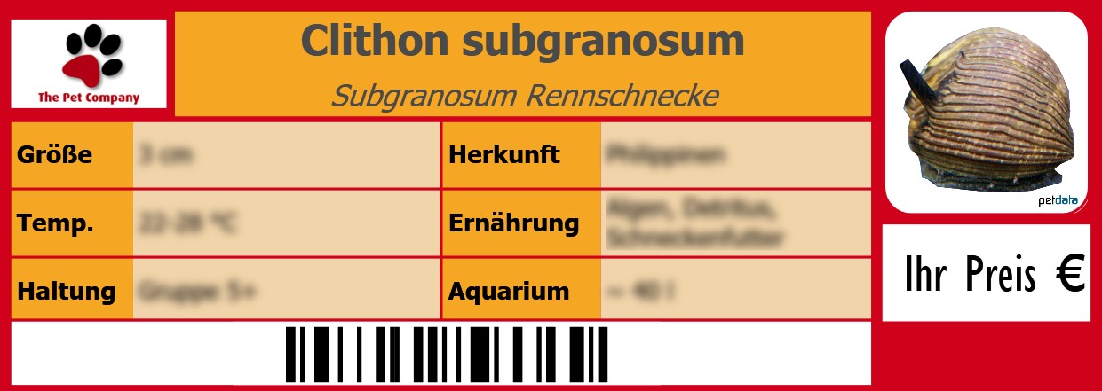 Clithon subgranosum Subgranosum Rennschnecke 105 x 38 mm