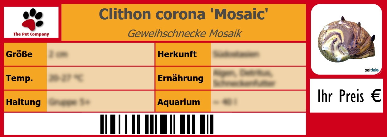 Clithon corona 'Mosaic' Geweihschnecke Mosaik 105 x 38 mm