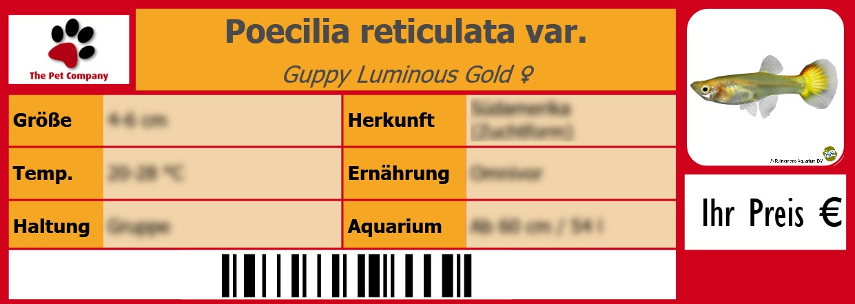 Poecilia reticulata var. Guppy Luminous Gold ♀ 105 x 38 mm