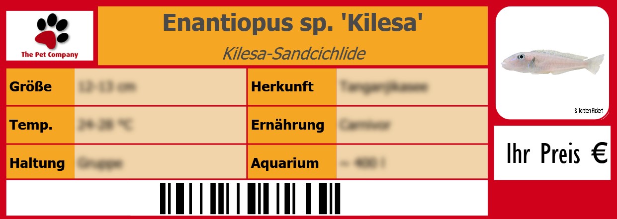 Enantiopus sp. 'Kilesa' Kilesa-Sandcichlide 105 x 38 mm