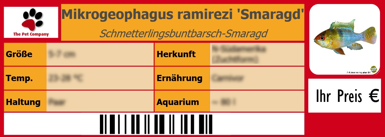 Mikrogeophagus ramirezi 'Smaragd' Schmetterlingsbuntbarsch-Smaragd 105 x 38 mm