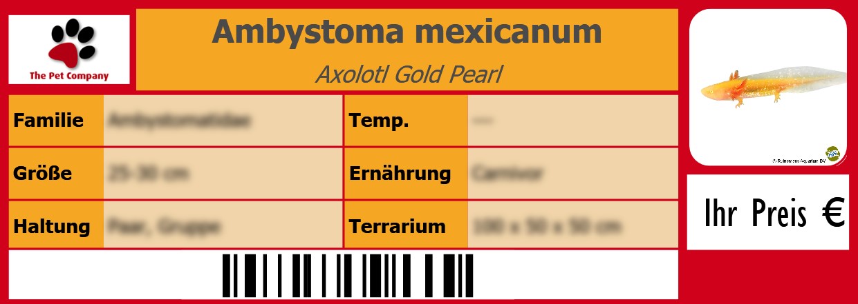 Ambystoma mexicanum Axolotl Gold Pearl 105 x 38 mm