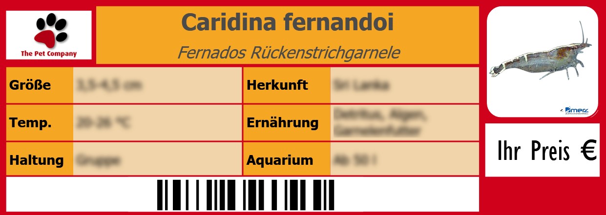 Caridina fernandoi Fernados Rückenstrichgarnele 105 x 38 mm