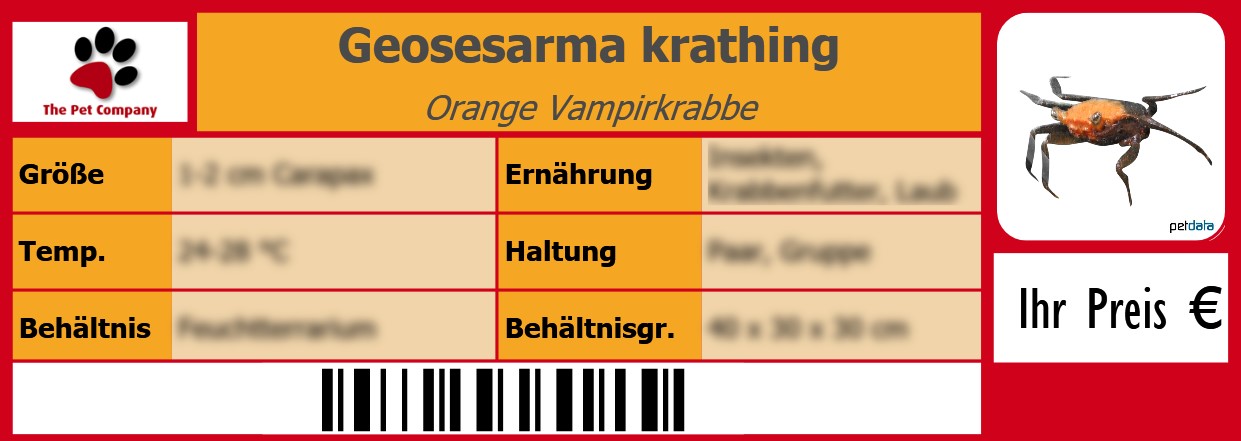 Geosesarma krathing Orange Vampirkrabbe 105 x 38 mm