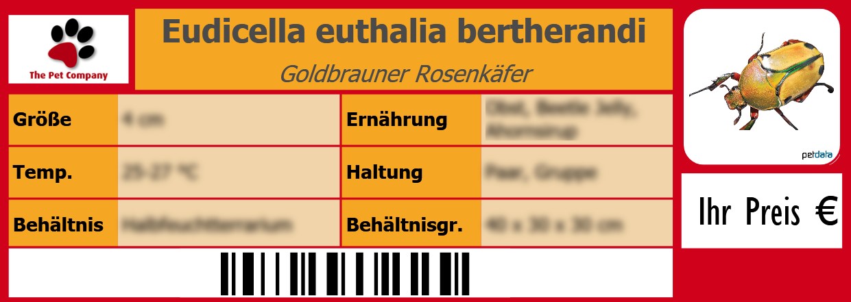 Eudicella euthalia bertherandi Goldbrauner Rosenkäfer 105 x 38 mm