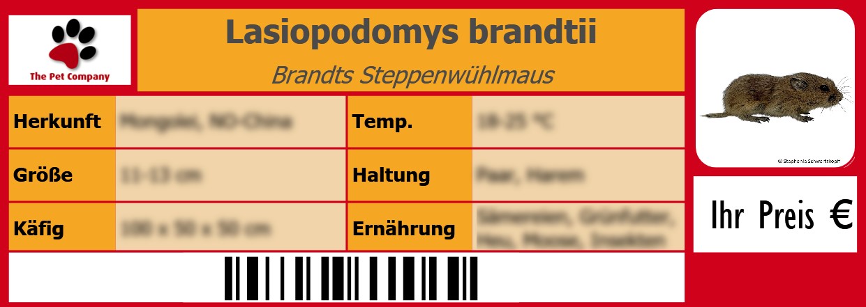 Lasiopodomys brandtii Brandts Steppenwühlmaus 105 x 38 mm