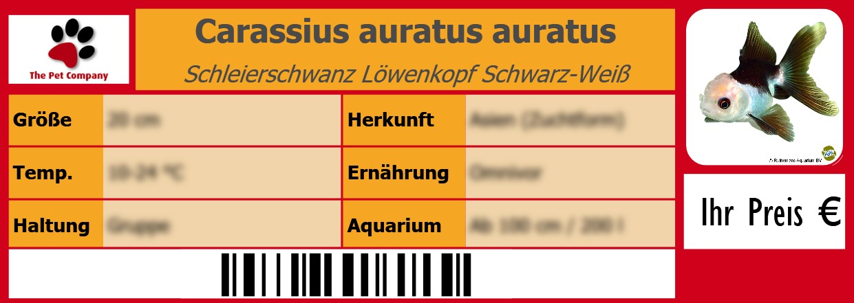 Carassius auratus auratus Schleierschwanz Löwenkopf Schwarz-Weiß 105 x 38 mm