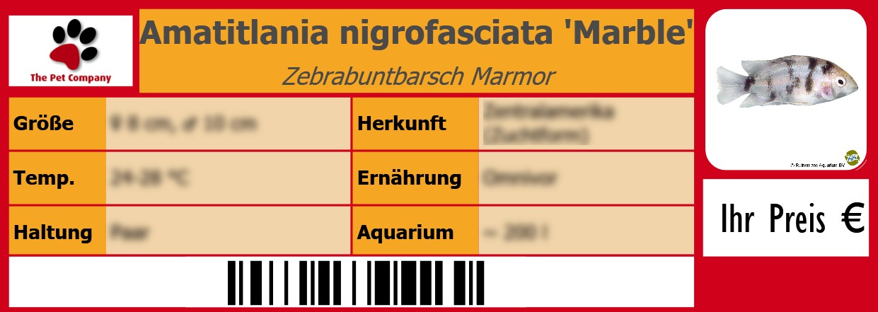 Amatitlania nigrofasciata 'Marble' Zebrabuntbarsch Marmor 105 x 38 mm