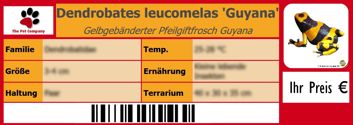 Dendrobates leucomelas 'Guyana' Gelbgebänderter Pfeilgiftfrosch Guyana 105 x 38 mm