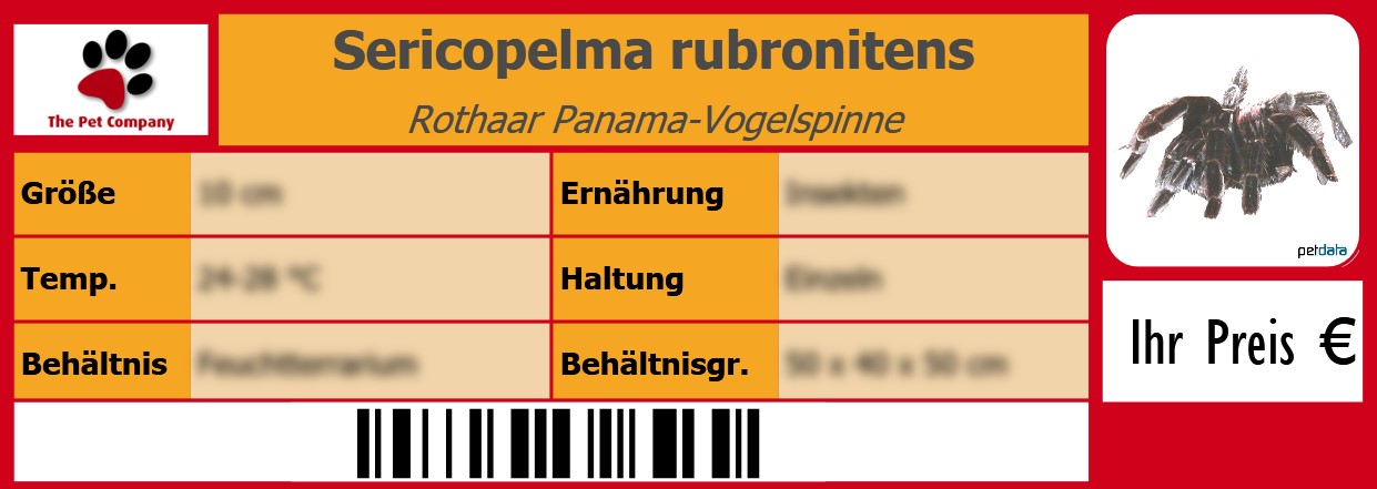 Sericopelma rubronitens Rothaar Panama-Vogelspinne 105 x 38 mm