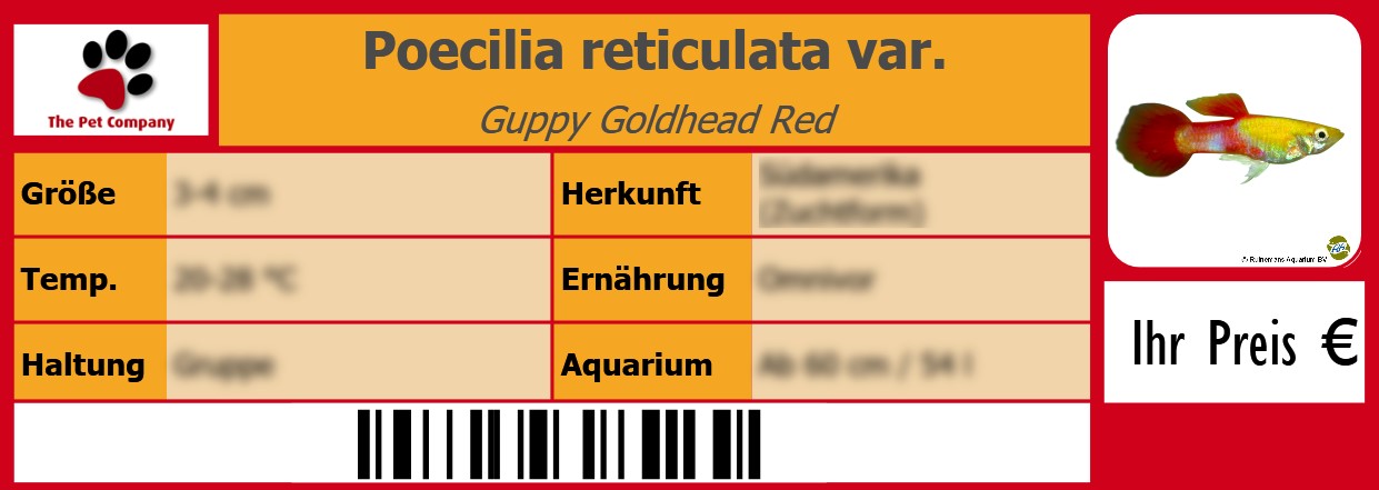 Poecilia reticulata var. Guppy Goldhead Red 105 x 38 mm