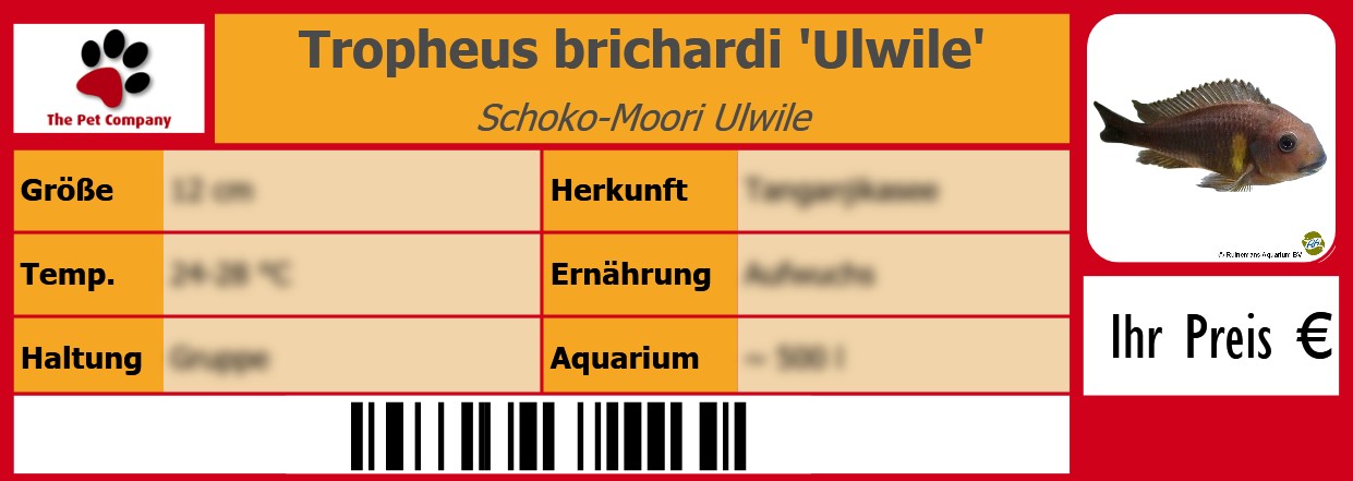 Tropheus brichardi 'Ulwile' Schoko-Moori Ulwile 105 x 38 mm