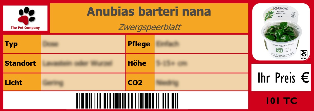 Anubias barteri nana Zwergspeerblatt 105 x 38 mm