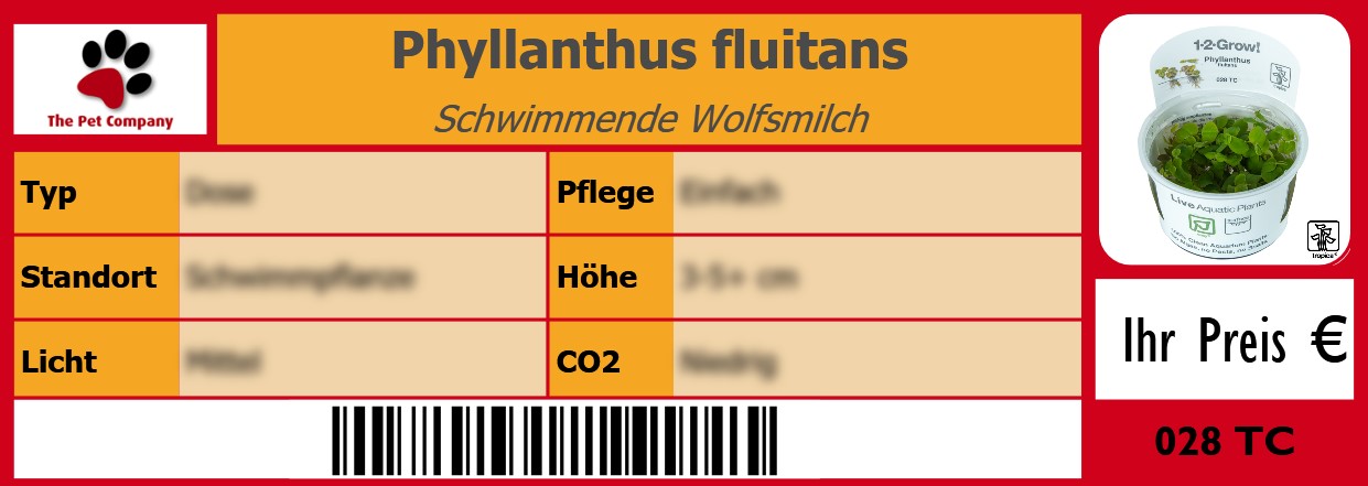 Phyllanthus fluitans Schwimmende Wolfsmilch 105 x 38 mm
