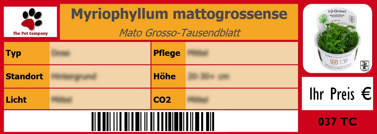 Myriophyllum mattogrossense Mato Grosso-Tausendblatt 105 x 38 mm