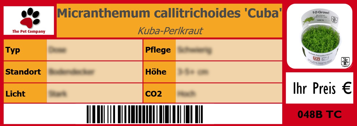 Micranthemum callitrichoides 'Cuba' Kuba-Perlkraut 105 x 38 mm
