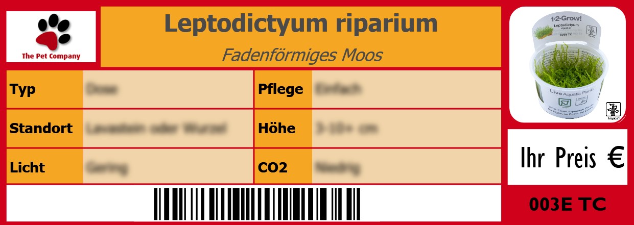 Leptodictyum riparium Fadenförmiges Moos 105 x 38 mm