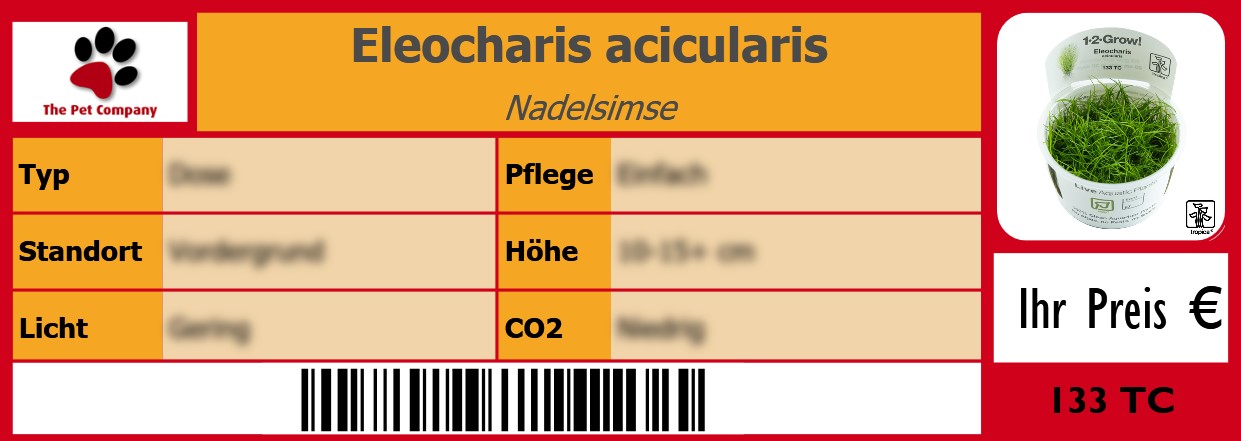 Eleocharis acicularis Nadelsimse 105 x 38 mm