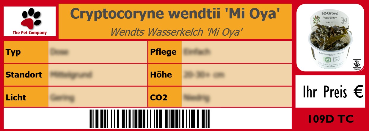 Cryptocoryne wendtii 'Mi Oya' Wendts Wasserkelch 'Mi Oya' 105 x 38 mm