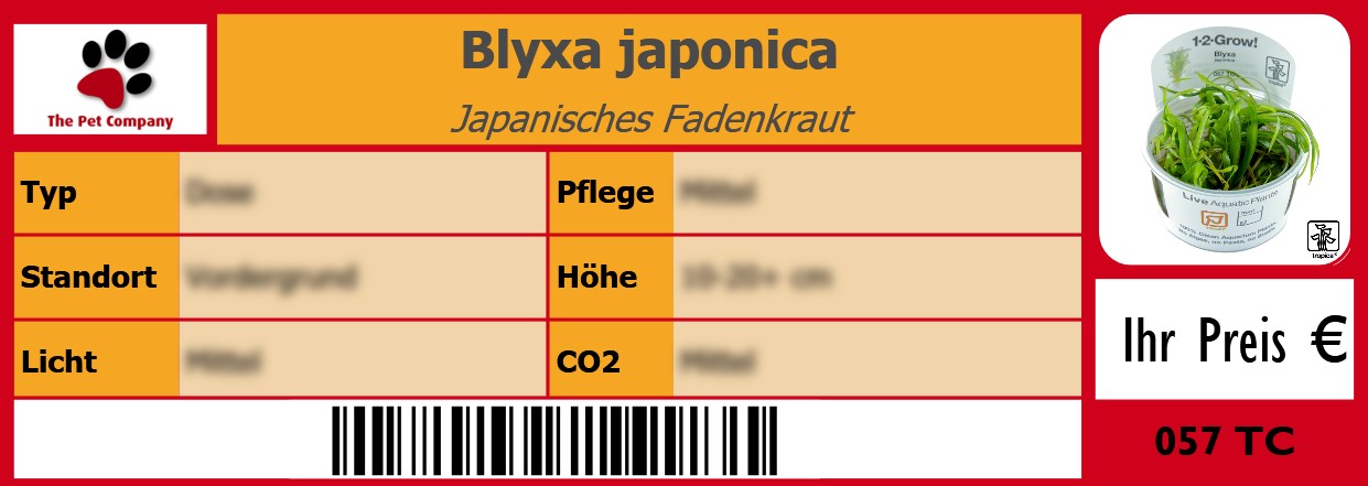 Blyxa japonica Japanisches Fadenkraut 105 x 38 mm