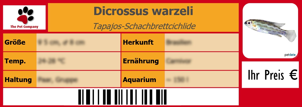 Dicrossus warzeli Tapajos-Schachbrettcichlide 105 x 38 mm