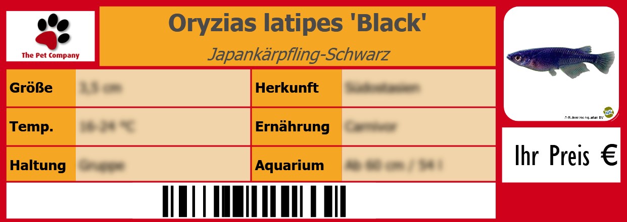 Oryzias latipes 'Black' Japankärpfling-Schwarz 105 x 38 mm