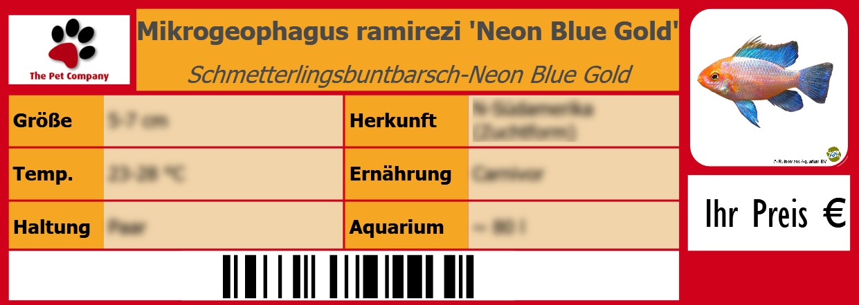 Mikrogeophagus ramirezi 'Neon Blue Gold' Schmetterlingsbuntbarsch-Neon Blue Gold 105 x 38 mm