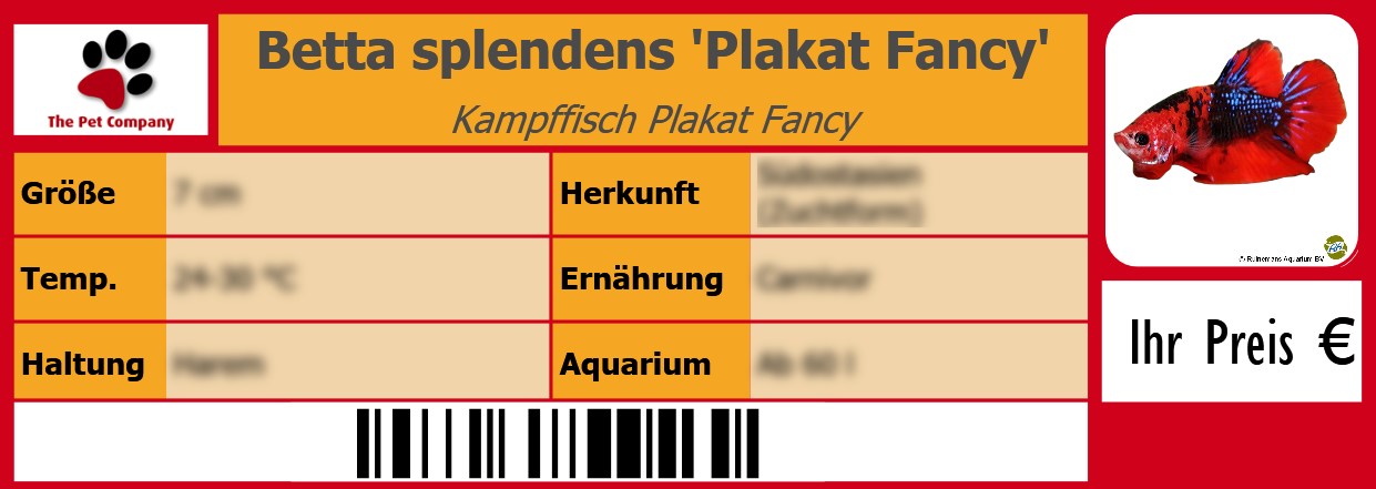Betta splendens 'Plakat Fancy' Kampffisch Plakat Fancy 105 x 38 mm