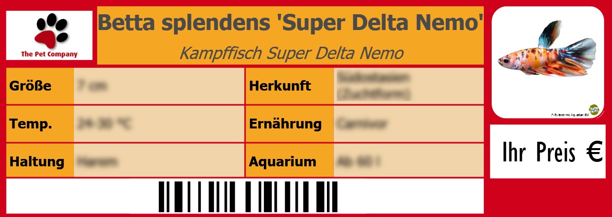 Betta splendens 'Super Delta Nemo' Kampffisch Super Delta Nemo 105 x 38 mm