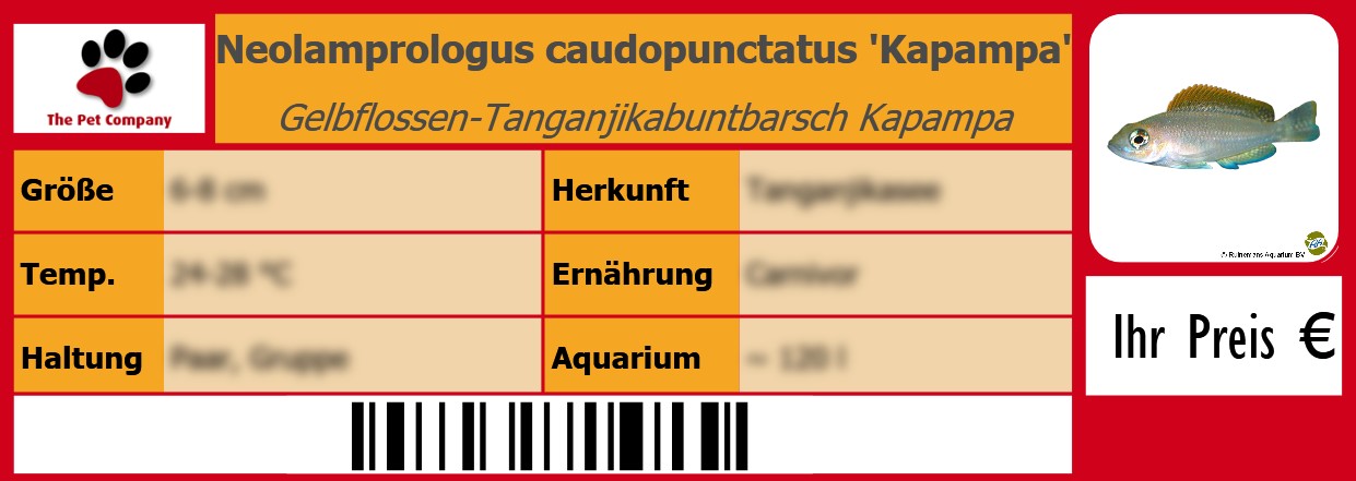 Neolamprologus caudopunctatus 'Kapampa' Gelbflossen-Tanganjikabuntbarsch Kapampa 105 x 38 mm