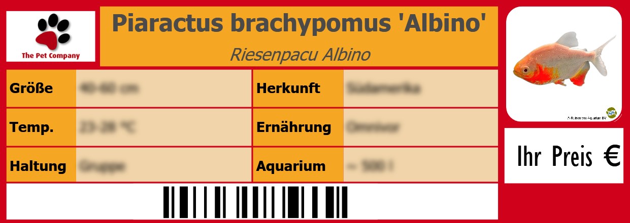 Piaractus brachypomus 'Albino' Riesenpacu Albino 105 x 38 mm