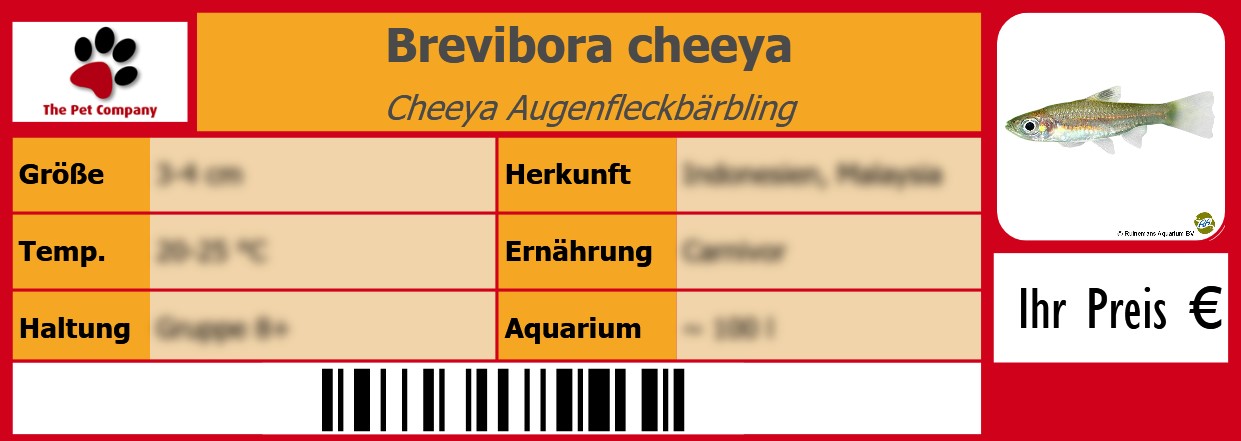 Brevibora cheeya Cheeya Augenfleckbärbling 105 x 38 mm