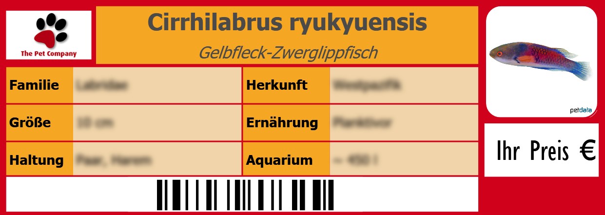 Cirrhilabrus ryukyuensis Gelbfleck-Zwerglippfisch 105 x 38 mm