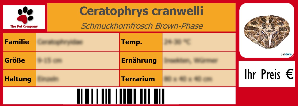 Ceratophrys cranwelli Schmuckhornfrosch Brown-Phase 105 x 38 mm
