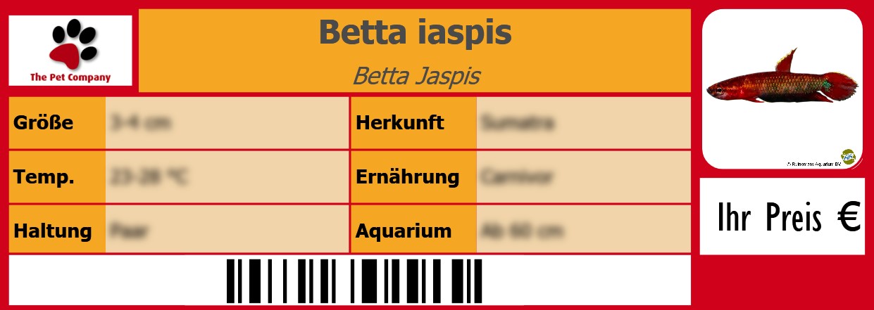 Betta iaspis Betta Jaspis 105 x 38 mm