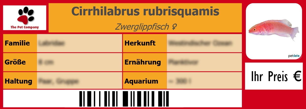 Cirrhilabrus rubrisquamis Zwerglippfisch ♀ 105 x 38 mm