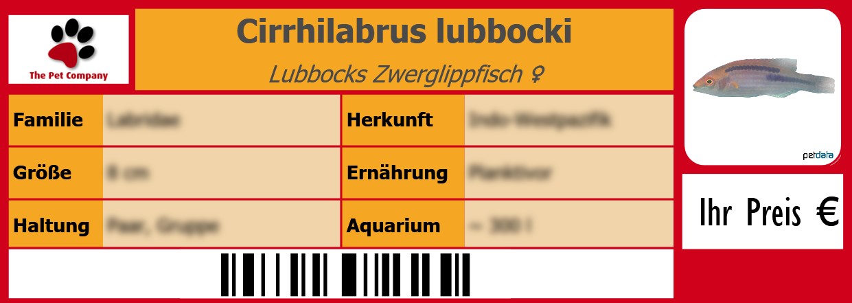 Cirrhilabrus lubbocki Lubbocks Zwerglippfisch ♀ 105 x 38 mm