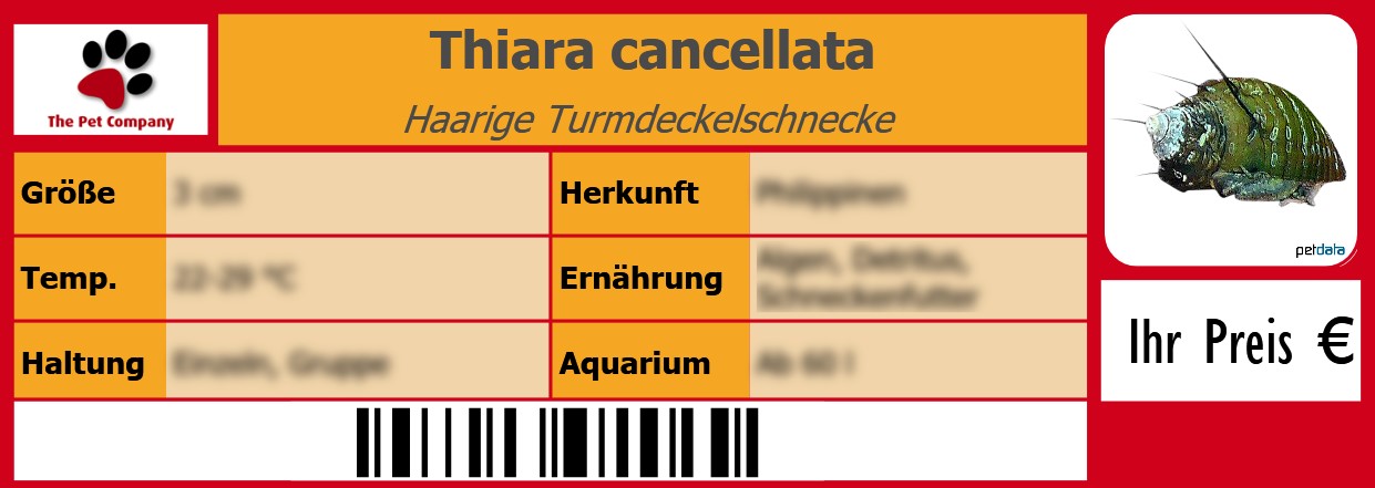 Thiara cancellata Haarige Turmdeckelschnecke  105 x 38 mm