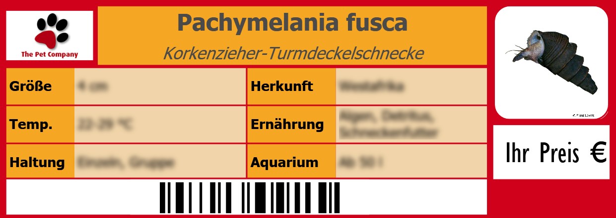 Pachymelania fusca Korkenzieher-Turmdeckelschnecke 105 x 38 mm
