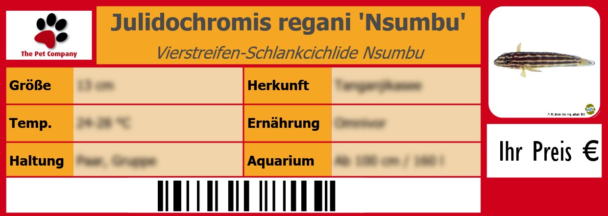 Julidochromis regani 'Nsumbu' Vierstreifen-Schlankcichlide Nsumbu 105 x 38 mm