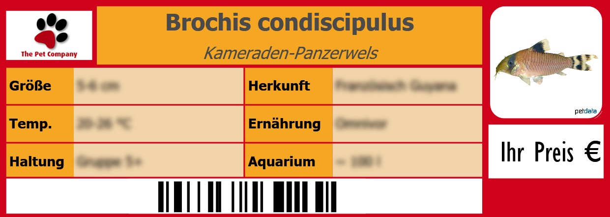 Brochis condiscipulus Kameraden-Panzerwels 105 x 38 mm