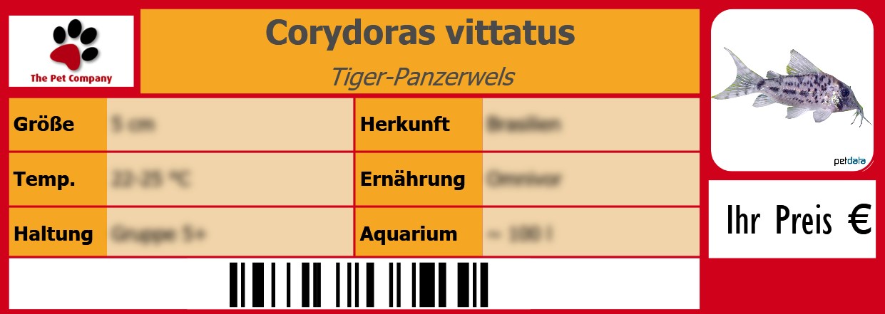 Corydoras vittatus Tiger-Panzerwels 105 x 38 mm