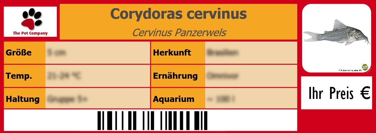 Corydoras cervinus Cervinus Panzerwels 105 x 38 mm