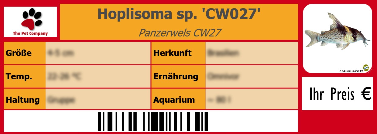Hoplisoma sp. 'CW027' Panzerwels CW27 105 x 38 mm