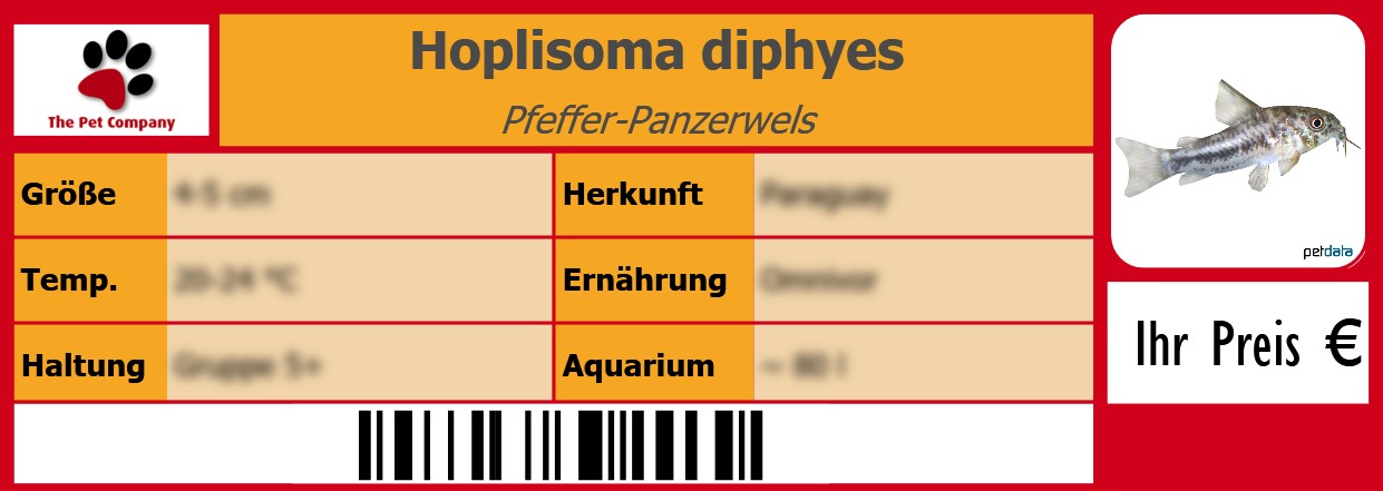 Hoplisoma diphyes Pfeffer-Panzerwels 105 x 38 mm