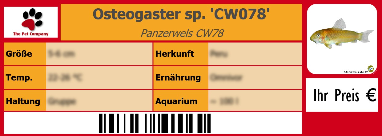 Osteogaster sp. 'CW078' Panzerwels CW78 105 x 38 mm