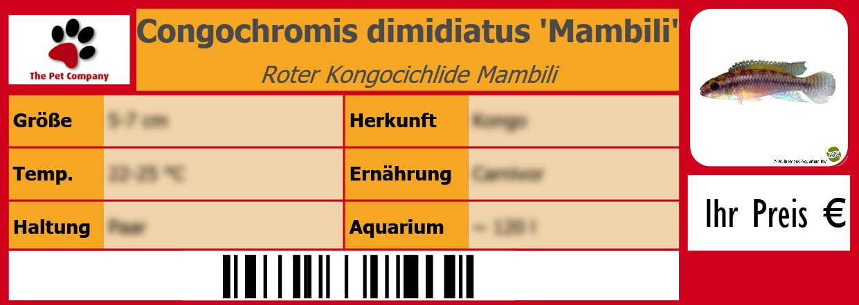 Congochromis dimidiatus 'Mambili' Roter Kongocichlide Mambili 105 x 38 mm