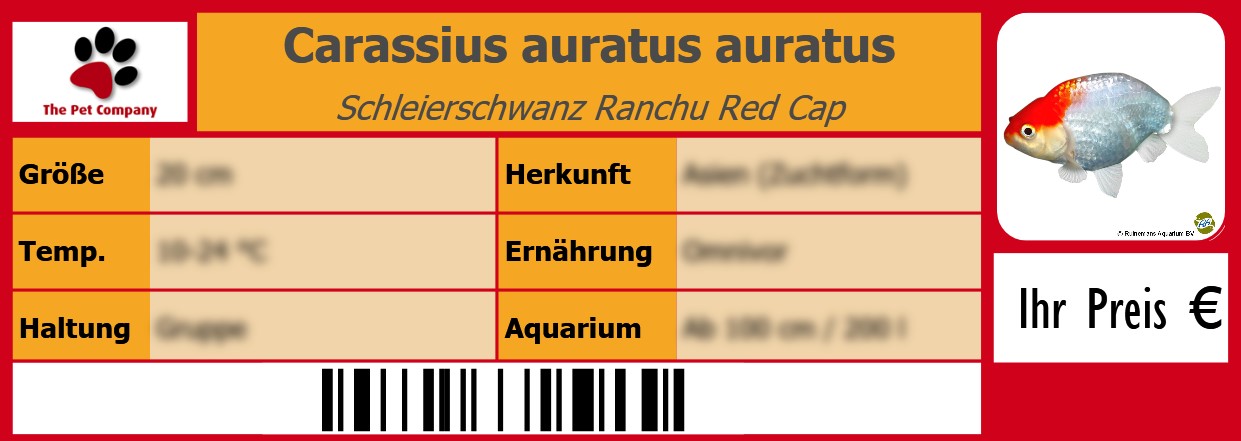 Carassius auratus auratus Schleierschwanz Ranchu Red Cap 105 x 38 mm